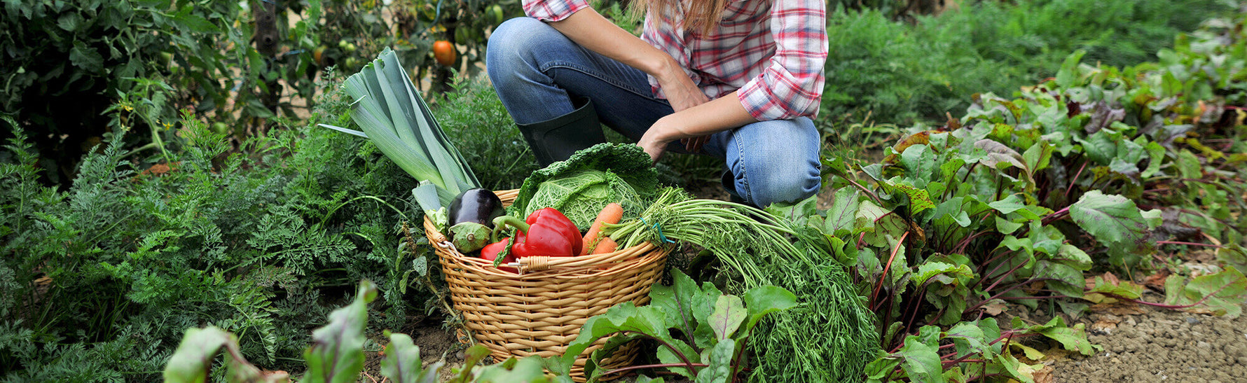 Terms Conditions Microgreens Supple Agro terms-conditions-microgreens-supple-agro