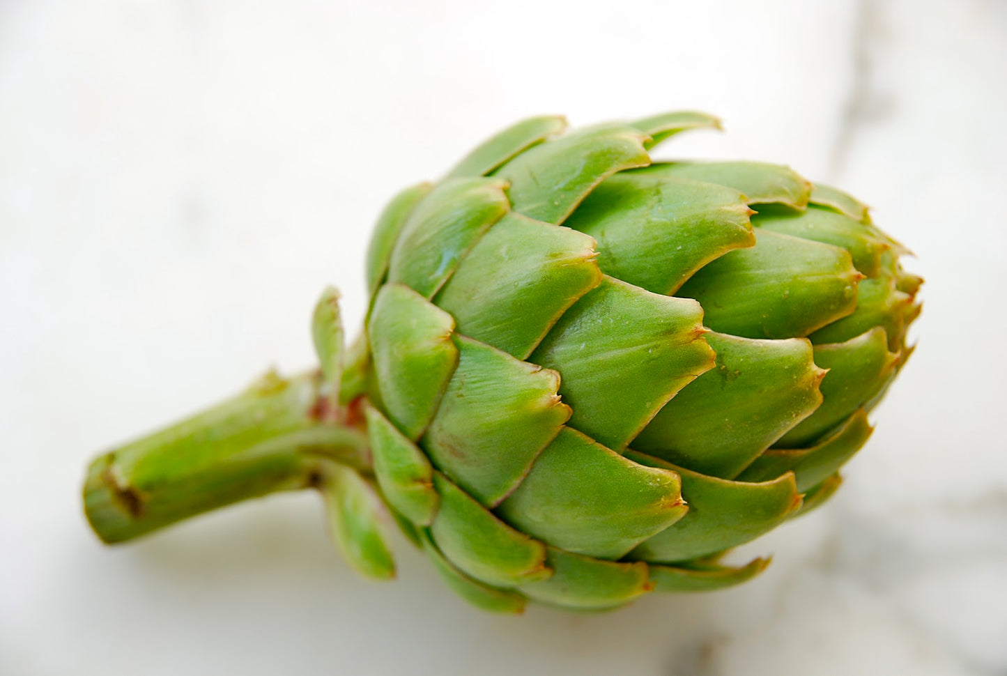 Artichoke