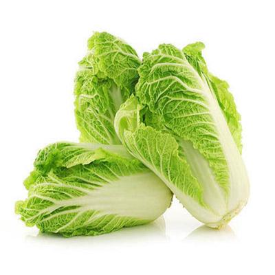 Chinese_cabbage_2