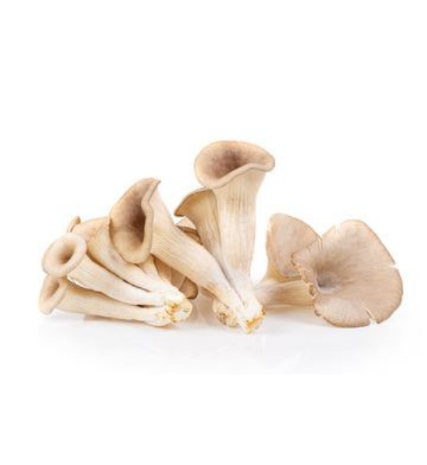 Oyster-mushroom