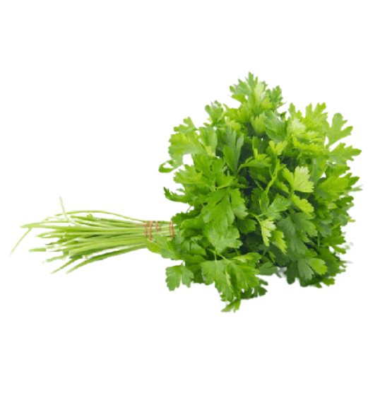 coriander leaves