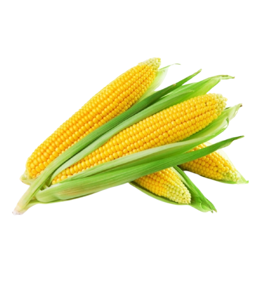 corn on the cob