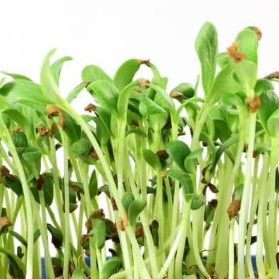 cress microgreen