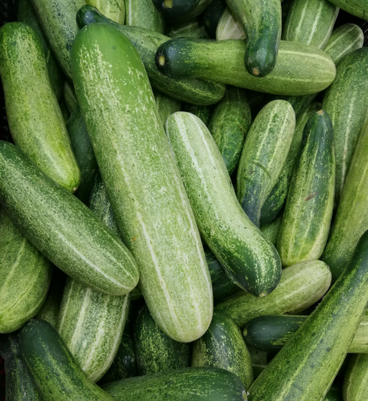 Cucumber Desi