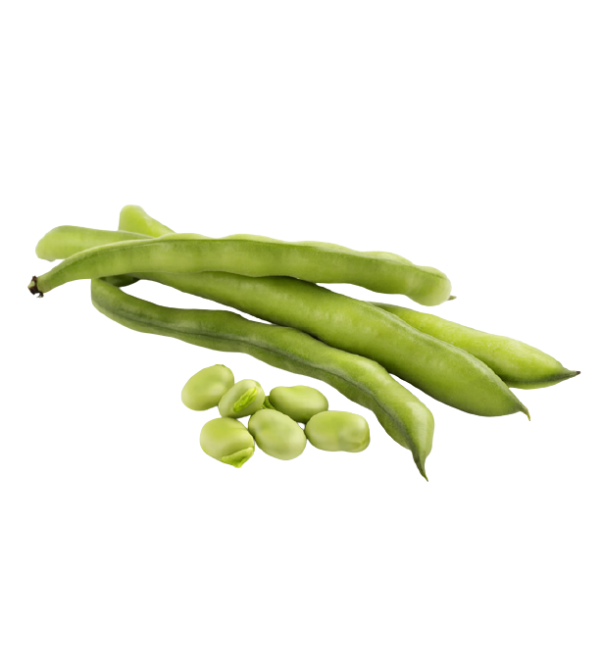 Horse Beans