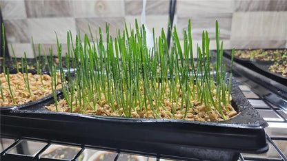 Live Wheatgrass