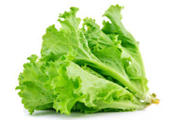 lettuce green 2