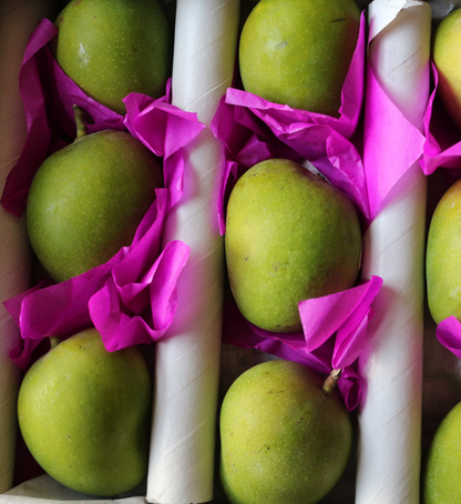 mango alphonso unripe