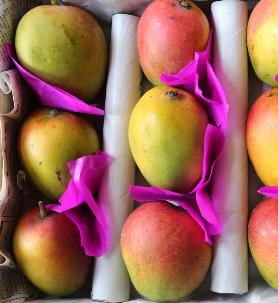 mango pairi ripe