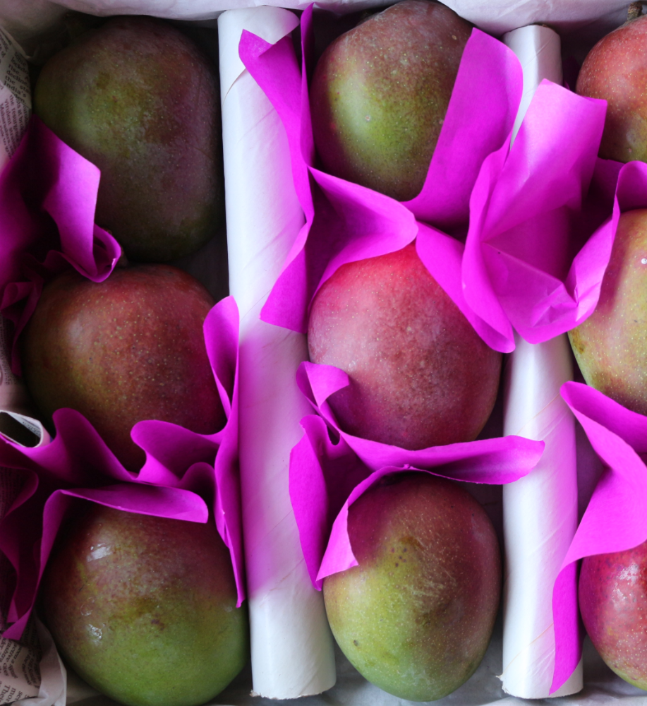 mango pairi unripe