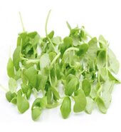 Basil microgreen