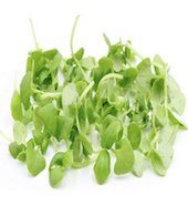 microgreen basil