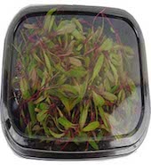 microgreen beetroot 2