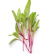 microgreen swiss chard