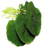 nasturtium leaves