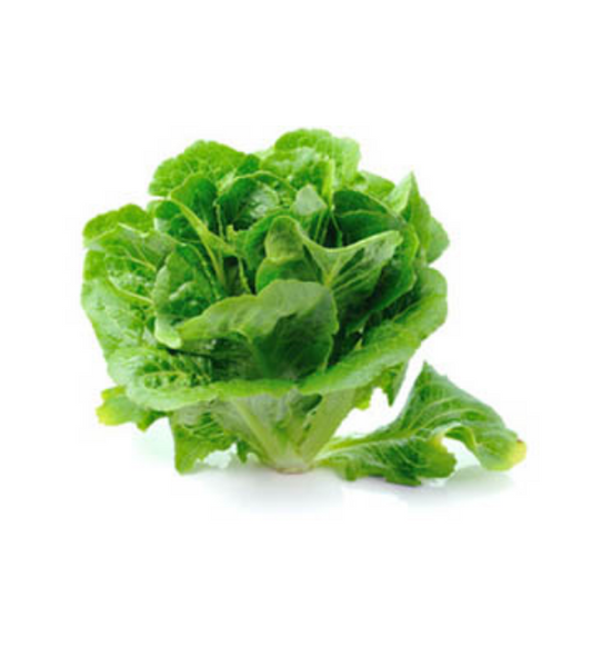 romaine-lettuce