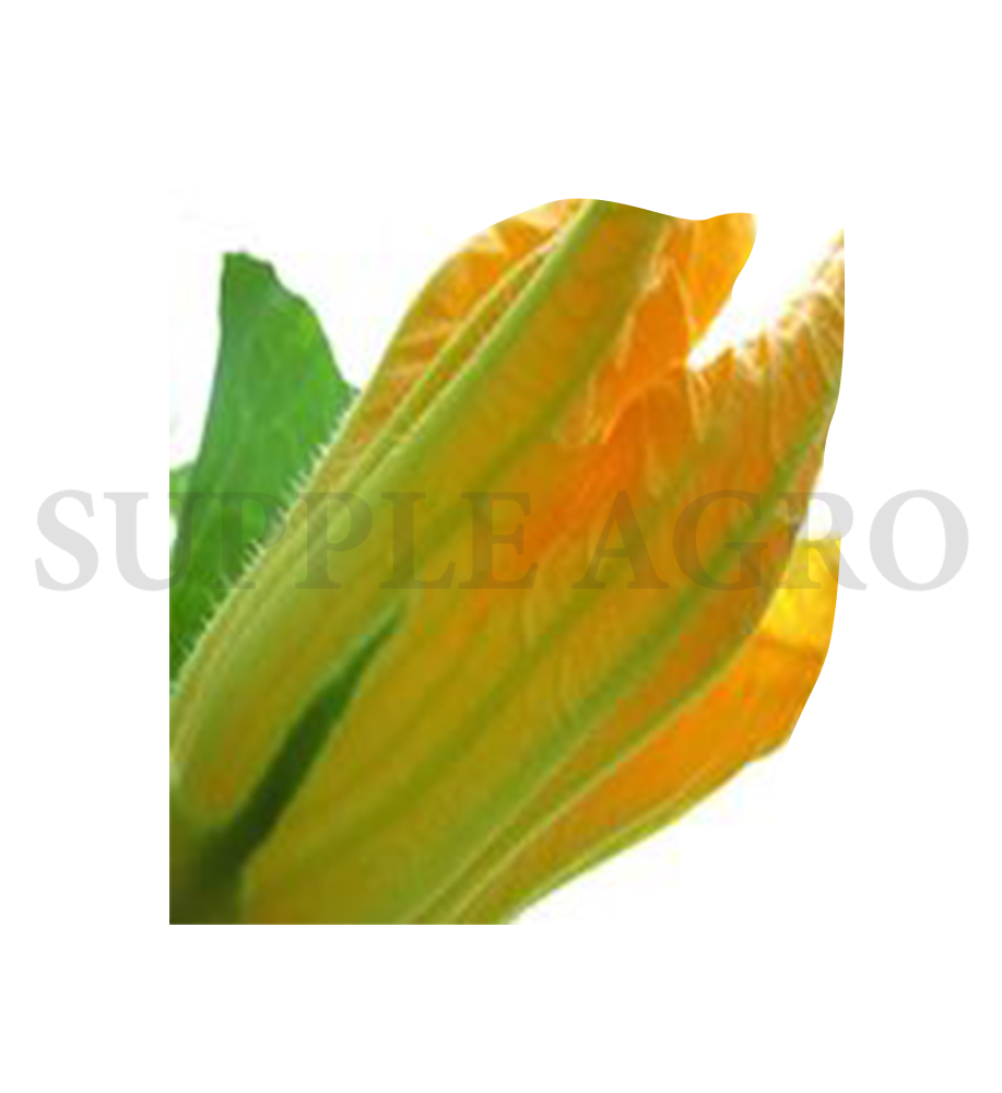 squash-blossom-2-