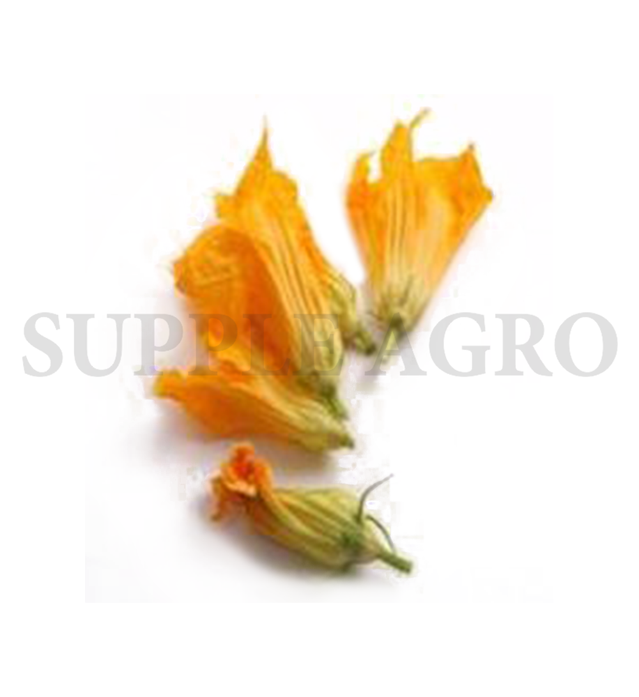 squash-blossoms