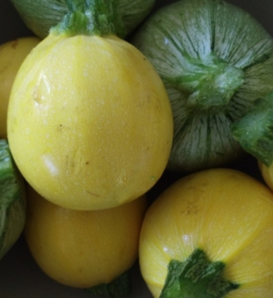 Summer Squash (Tida)