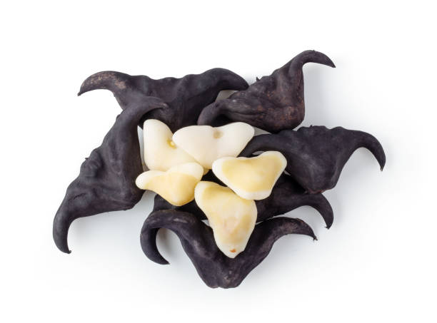 Water chestnut, Water caltrops on white background top view