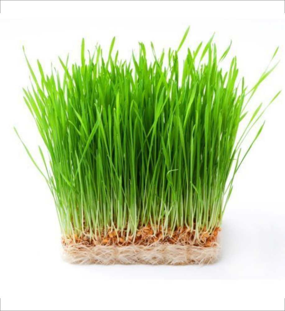 wheatgrass