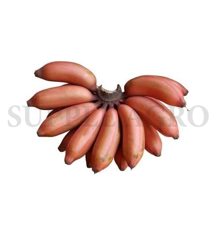 Banana(Red)