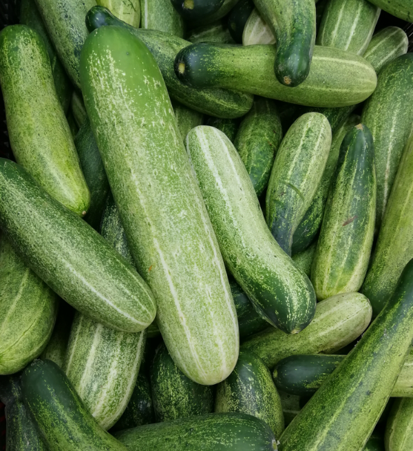 Cucumber  Desi